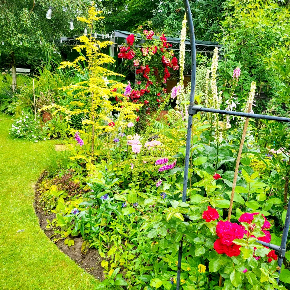 Colourful flowers and planting beside the lawn in my garden
